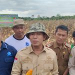Pj Bupati Oku Melaksanakan Penen Perdana Jagung Biota -18