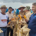Pj Bupati Oku Melaksanakan Penen Perdana Jagung Biota -18