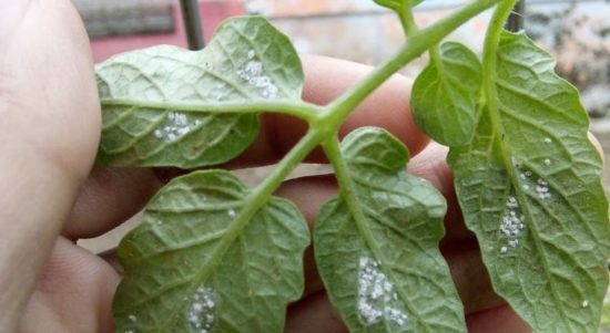 Kutu Putih pada Tanaman