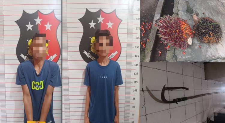 DIGEREBEK SAAT PANEN ILEGAL! Residivis & Pengangguran Gasak Sawit PT Minanga Ogan