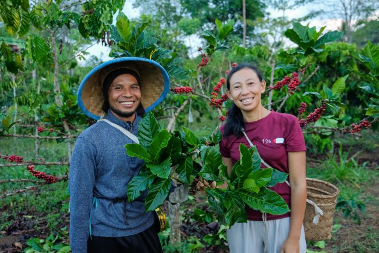 25 Tahun ICP: Duit Rp 400 Miliar Digelontorkan, Petani Kopi Kecil Makin Tangguh