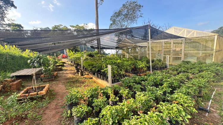 PGE Hijaukan Hutan WKP Lumut Balai, Ribuan Bibit Pohon Sudah Ditanam